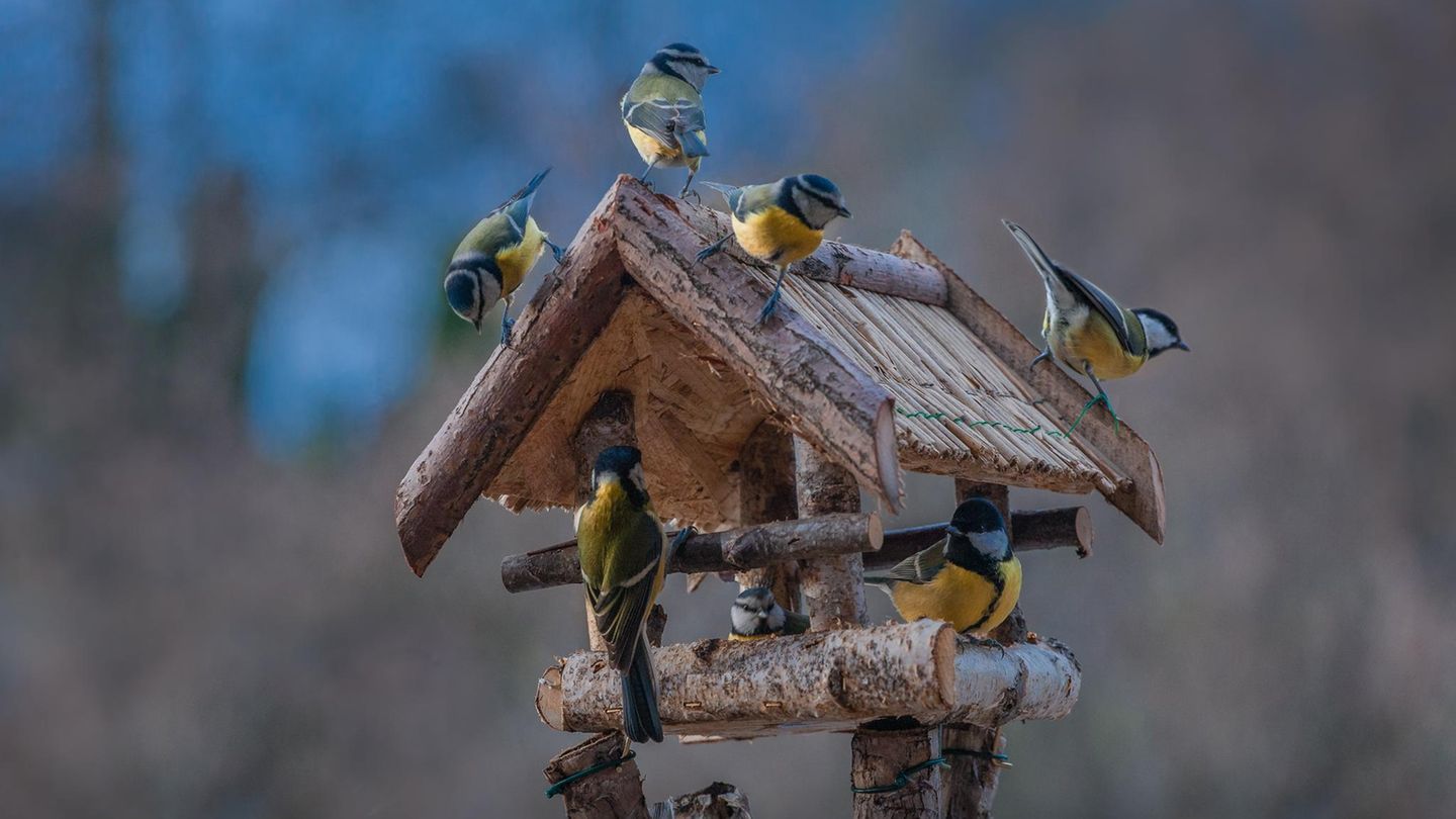 Vogelfutterstation: Wildvögel füttern und beobachten: Das müssen Sie im Vorfeld wissen