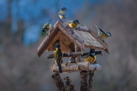Vogelfutterstationen sind am besten für die Fütterung von Wildvögeln geeignet