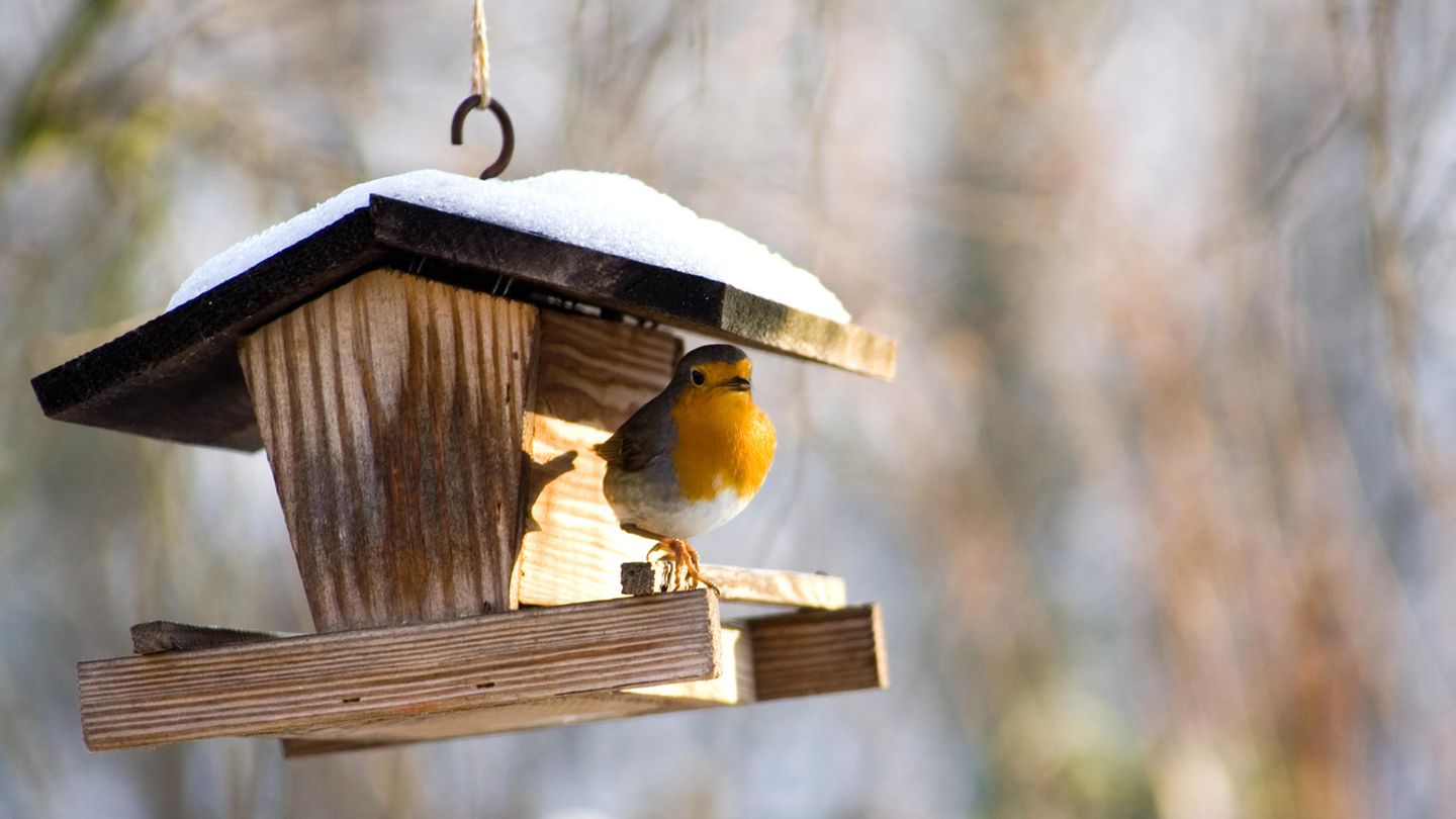 Vogelfutterstationen sind am besten für die Fütterung von Wildvögeln geeignet