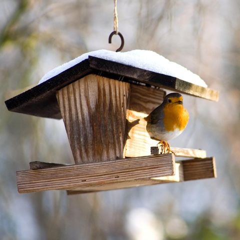 Vogelfutterstationen sind am besten für die Fütterung von Wildvögeln geeignet
