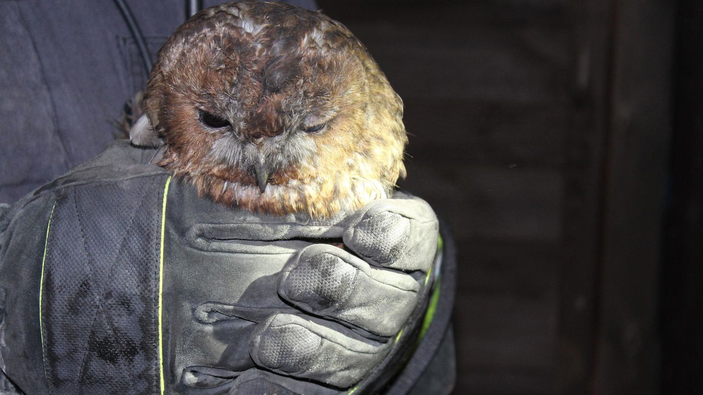 6. November: Kleine Eule im Glück Dortmund, Deutschland. Eine kleine Eule suchte eines Nachts Schutz in einem Schornstein. Eng und dunkel war es in dem rußigen Schacht - und auf einmal saß die Eule fest. Da versuchte sie vergeblich, sich zu befreien. Eine ungeheure Angst überfiel das Tier, doch plötzlich packten zwei behandschuhte Hände eines Feuerwehrmanns die kleine Eule und befreiten sie aus der Todesgefahr. Sie ruhte sich aus, breitete schließlich die Flügel aus und flog in die wiedergewonnene Freiheit davon.