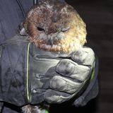 Dortmund, Deutschland. Eine kleine Eule suchte eines Nachts Schutz in einem Schornstein. Eng und dunkel war es in dem rußigen Schacht - und auf einmal saß die Eule fest. Da versuchte sie vergeblich, sich zu befreien. Eine ungeheure Angst überfiel das Tier, doch plötzlich packten zwei behandschuhte Hände eines Feuerwehrmanns die kleine Eule und befreiten sie aus der Todesgefahr. Sie ruhte sich aus, breitete schließlich die Flügel aus und flog in die wiedergewonnene Freiheit davon.