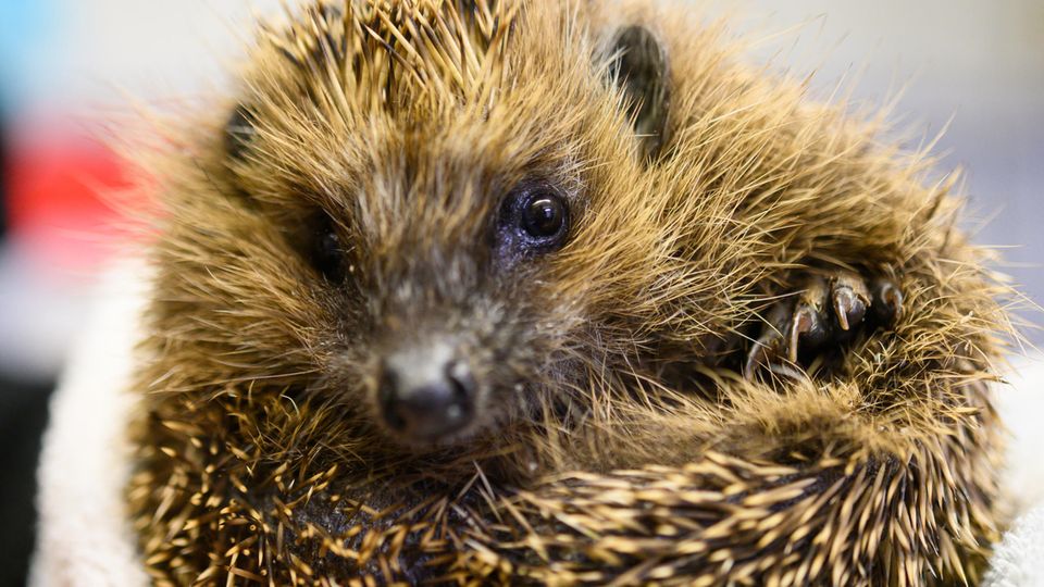 Ein Igel Ein Igel