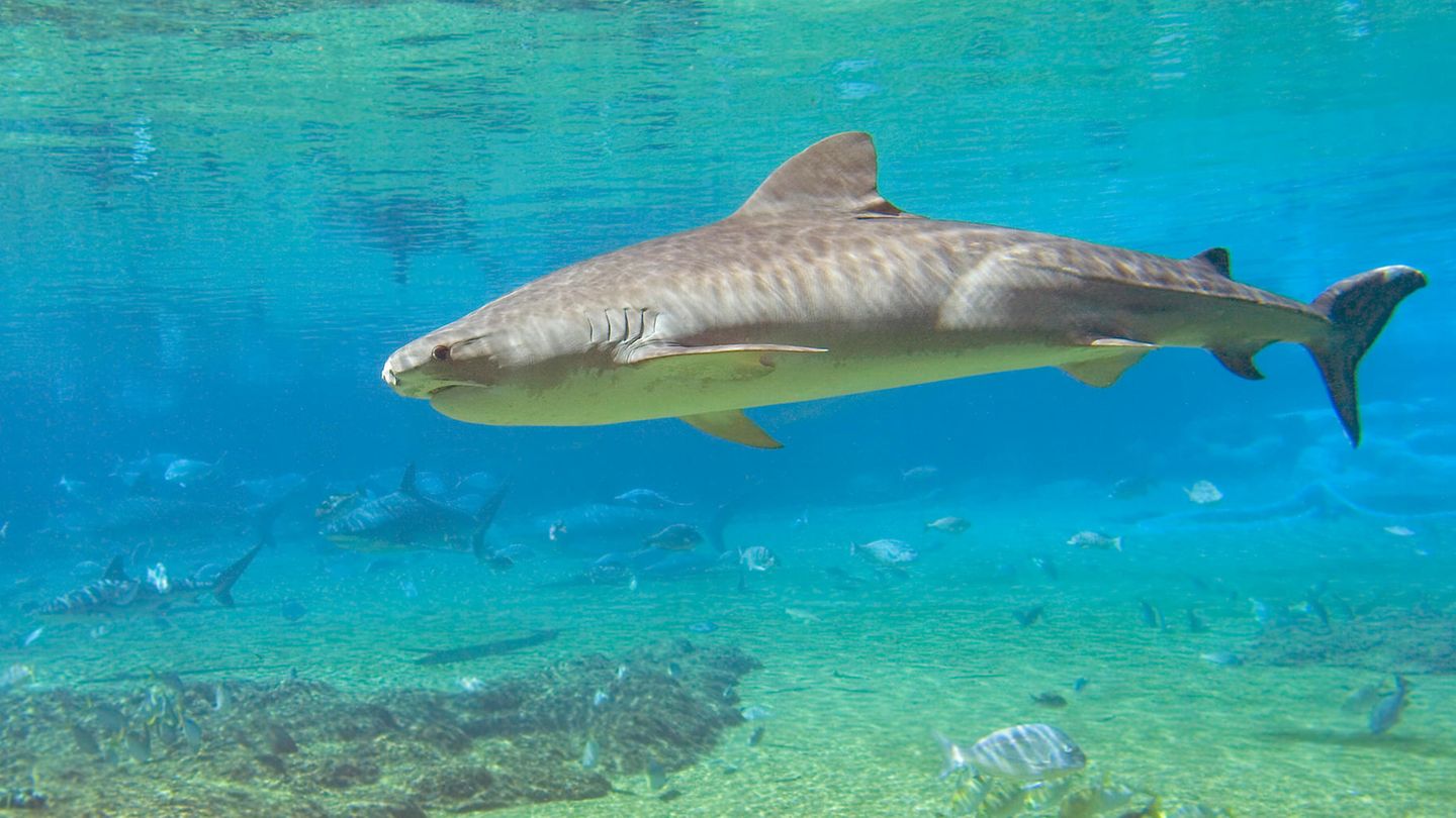 Ein Tigerhai schwimmt durch ein lichtdurchflutetes Gewässer