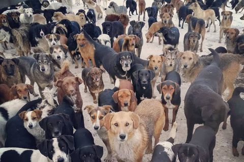 Das ist kein Wimmelbild!: Ein Herz für Hunde: 750 Tiere haben bei einem Mann Zuflucht gefunden