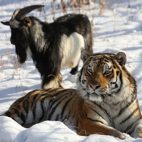 Ziegenbock Timur und der Tiger Amur im Schnee