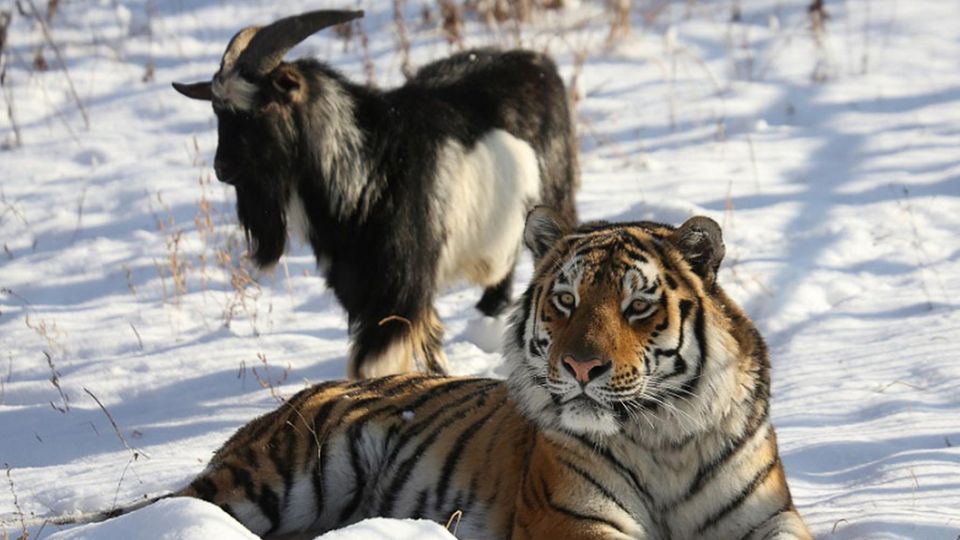 Ziegenbock Timur und der Tiger Amur im Schnee
