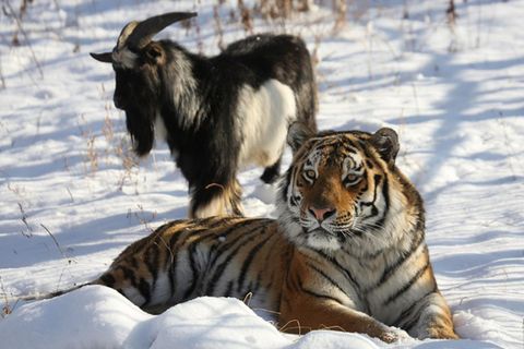 Ziegenbock Timur und der Tiger Amur im Schnee