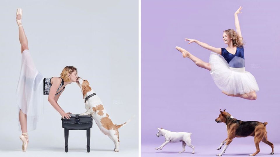 Die Fotografen schießen Bilder von Balletttänzern mit Hunden Die Fotografen schießen Bilder von Balletttänzern mit Hunden