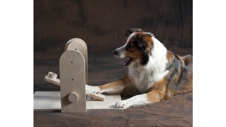 Für schlaue Köpfe: Der MENTRA-Denkspielkoffer regt den Hund zum Denken an: Mit zwölf abwechslungsreichen Spielen fordert er den Hund geistig heraus – ideal auch bei schlechtem Wetter. Wir verlosen 1x einen Denkspielkoffer im Wert von 235 Euro. www.mentra.de