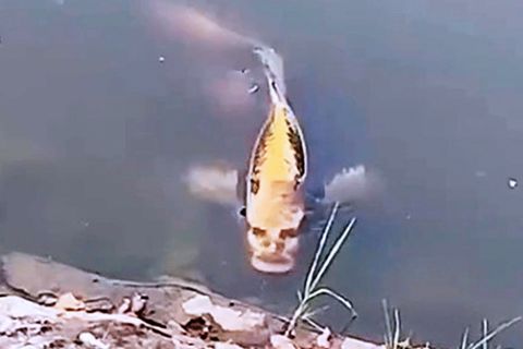 Kunming in China: Fisch mit "Menschengesicht": Was es mit diesem gruseligen Karpfen auf sich hat