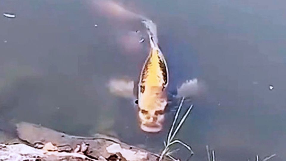 Kunming in China: Fisch mit "Menschengesicht": Was es mit diesem gruseligen Karpfen auf sich hat Kunming in China: Fisch mit "Menschengesicht": Was es mit diesem gruseligen Karpfen auf sich hat