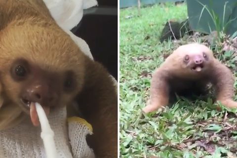 Tierrettung in Costa Rica: Süßer Schreihals: Wie klingt eigentlich ein Baby-Faultier?