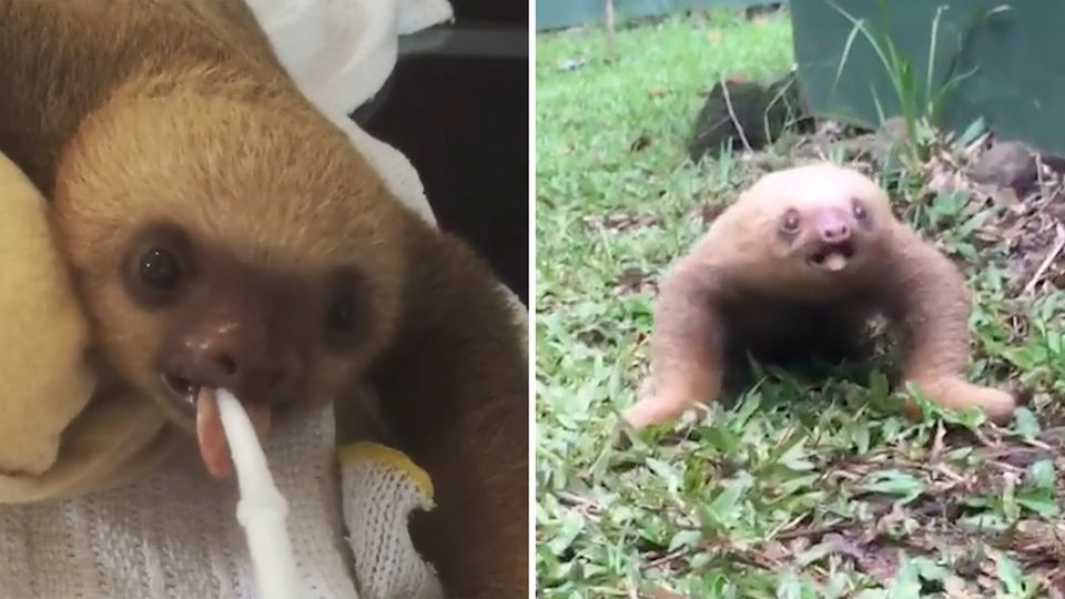 Tierrettung in Costa Rica: Süßer Schreihals: Wie klingt eigentlich ein Baby-Faultier?