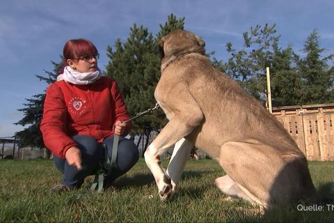 Beim Einbruch ins Tierheim wurde dieser abgemagerte Hund zurückgelassen