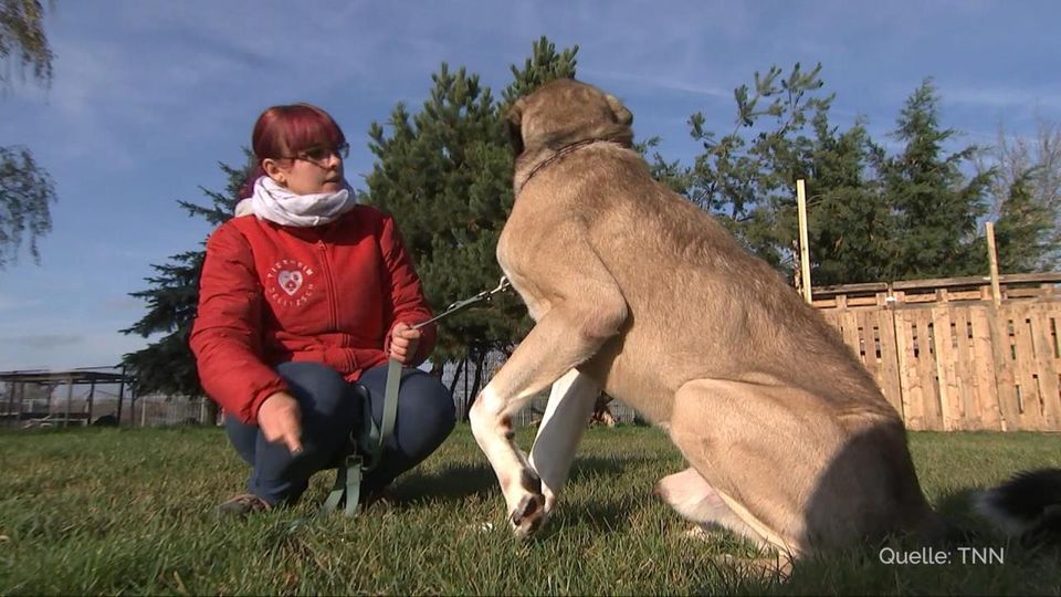 Beim Einbruch ins Tierheim wurde dieser abgemagerte Hund zurückgelassen