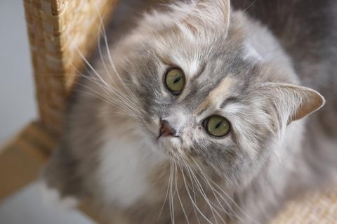 Mit zehn Kilo Gewicht war der Kater eines Russen zu schwer fürs "Handgepäck" (Symbolbild) 