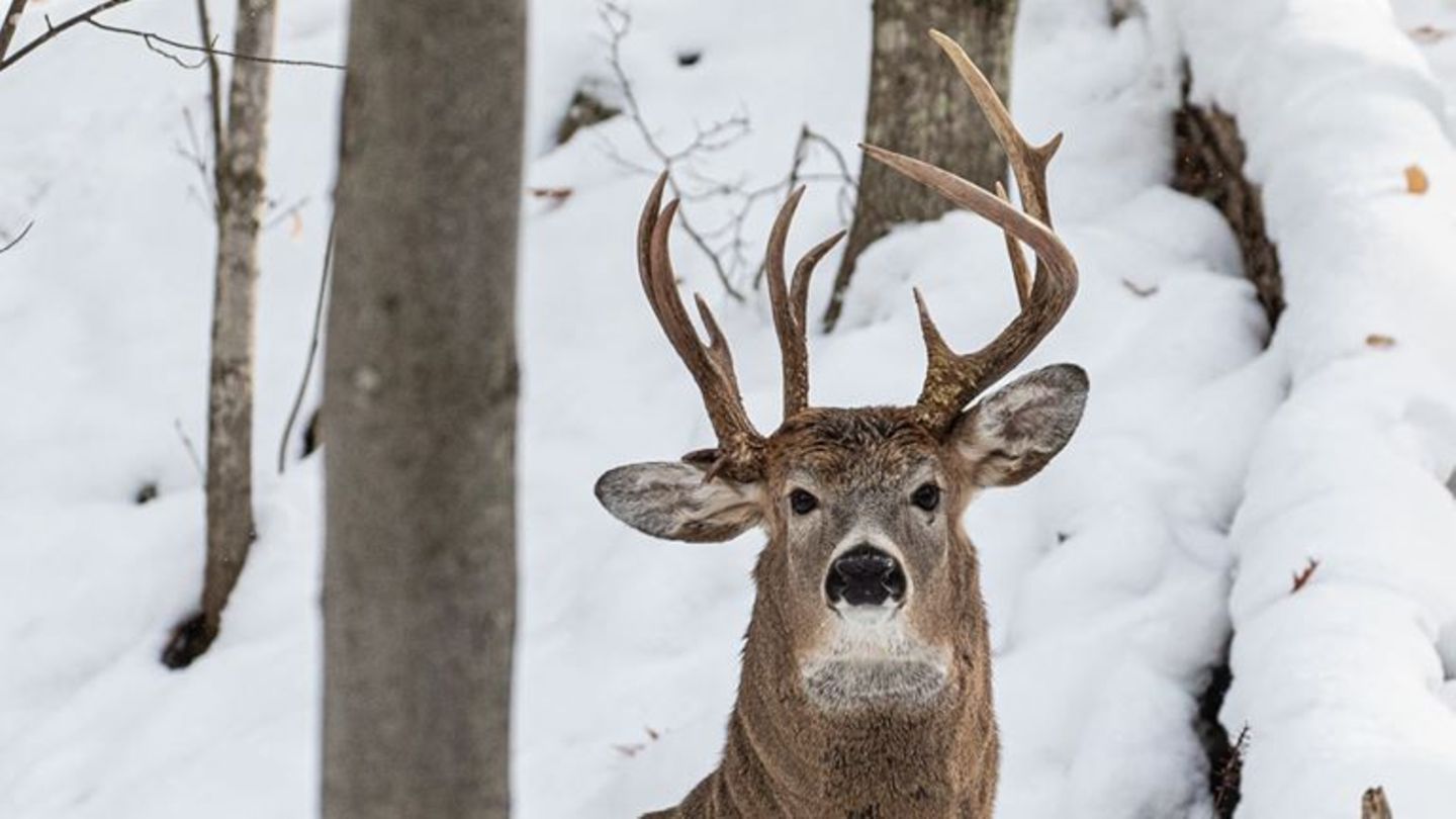 Ein Hirsch mit drei Geweihstangen steht im Wald im Schnee
