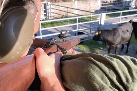 Weideschlachtung: Kopfschuss beim Grasen – wie Landwirte ihren Rindern den Viehtransport ersparen wollen