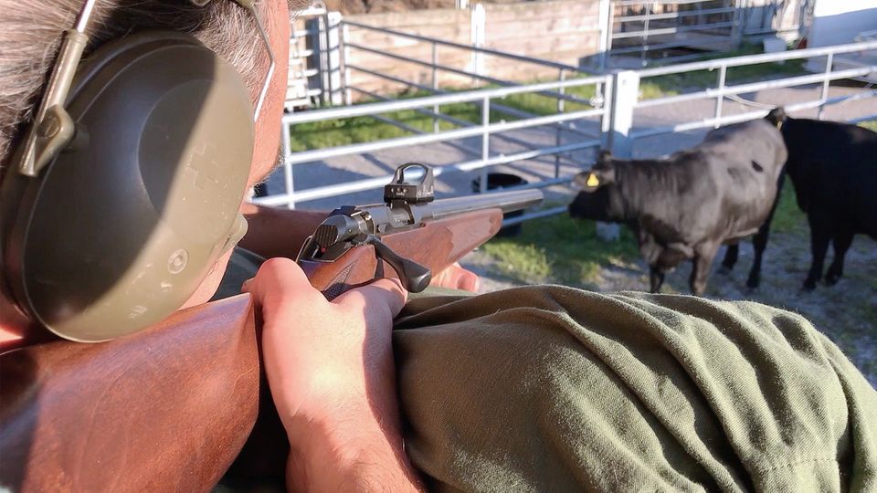 Weideschlachtung: Kopfschuss beim Grasen – wie Landwirte ihren Rindern den Viehtransport ersparen wollen Weideschlachtung: Kopfschuss beim Grasen – wie Landwirte ihren Rindern den Viehtransport ersparen wollen