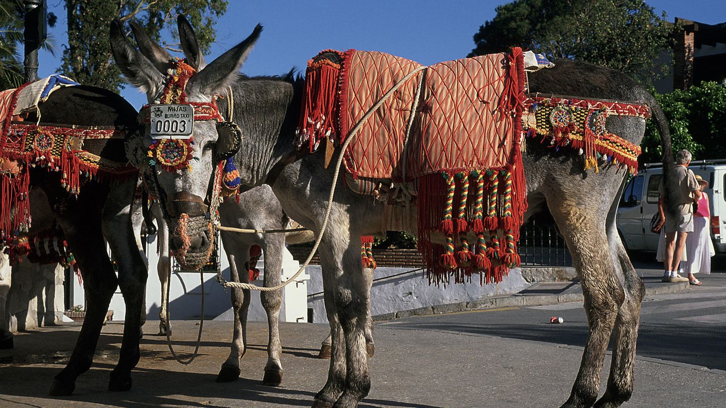 Ein Esel im traditioneller Konstüm
