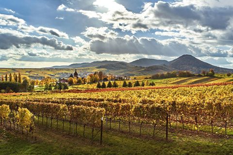 Im Rebenmeer: Durch den Ort Siebeldingen verläuft die Südliche Weinstraße der Pfalz.