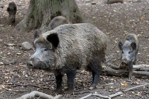 Wildschweine