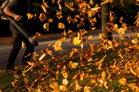 Sind Laubbläser eine Gefahr für die Umwelt und Insekten? Das Bundesumweltministerium sagt: ja.