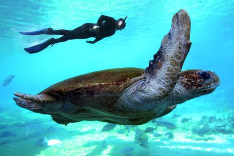 Schildkröte und Taucher
