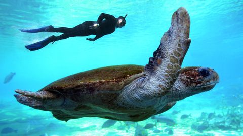 Schildkröte und Taucher