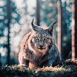 Ein bayerischer Luchs