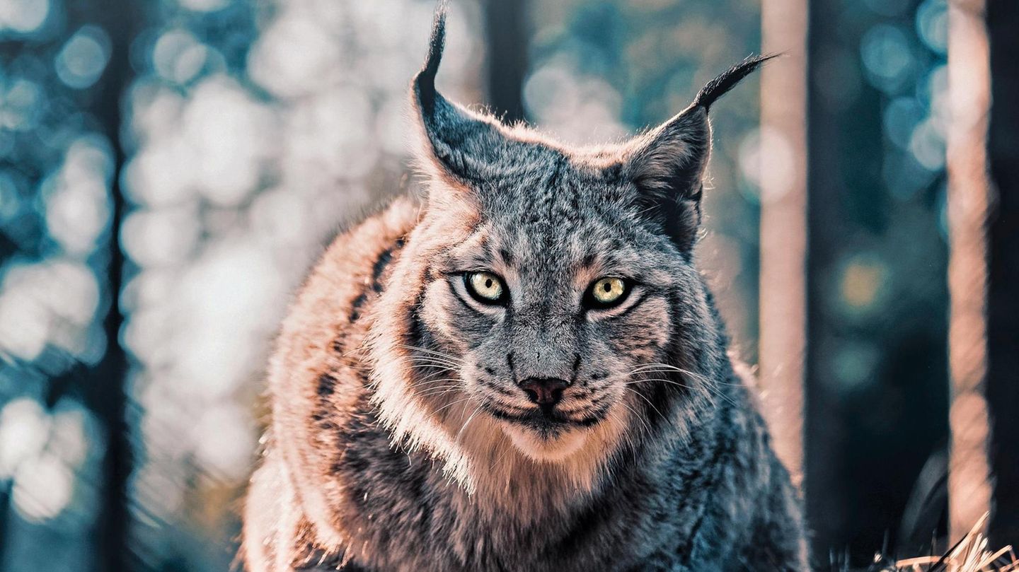 Ein bayerischer Luchs