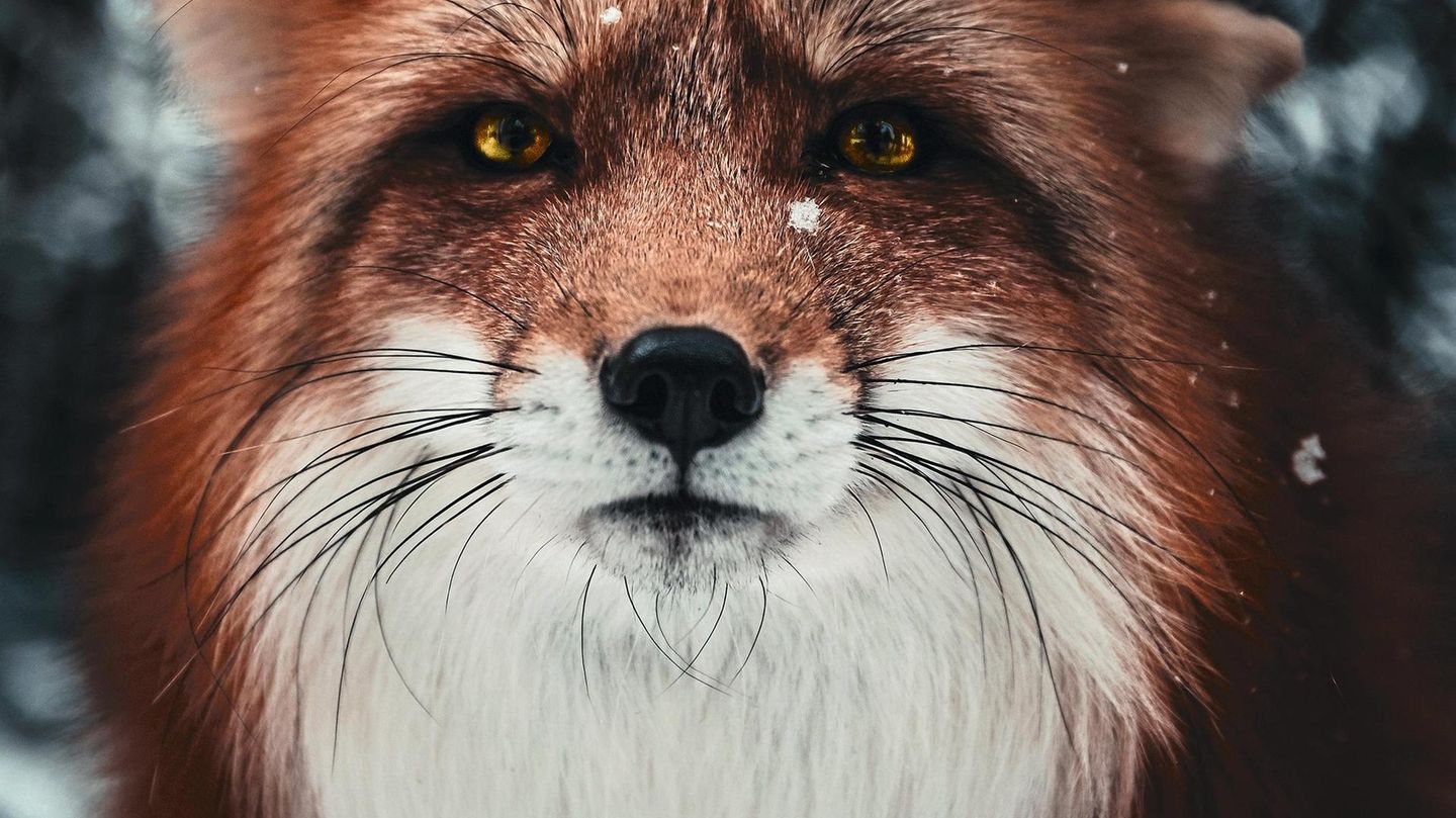 Begegnung mit einem Fuchs im Allgäu
