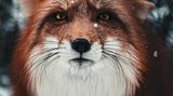 Begegnung mit einem Fuchs im Allgäu