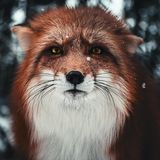 Begegnung mit einem Fuchs im Allgäu