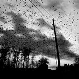 Krähen fliegen über einen Friedhof in Pristina