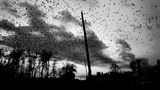 Krähen fliegen über einen Friedhof in Pristina