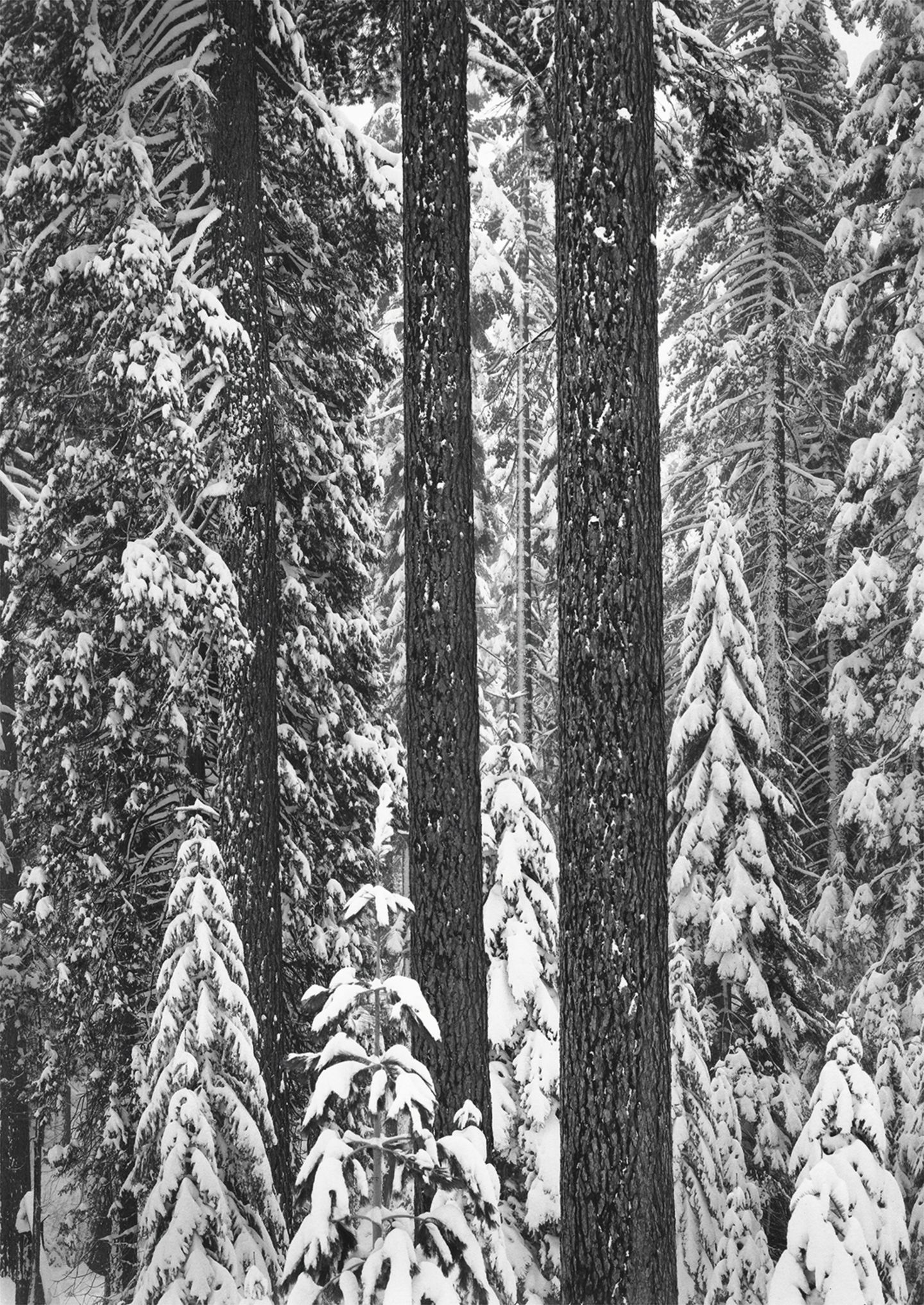 Fit Forest