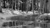 Lodgepole Pines