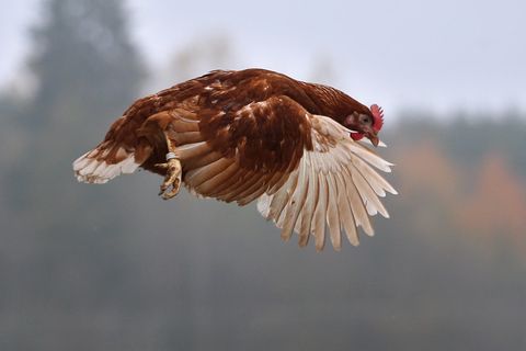 Filmhuhn Sieglinde ist heute Thema im Landgericht Kleve (Symbolfoto des Huhns)