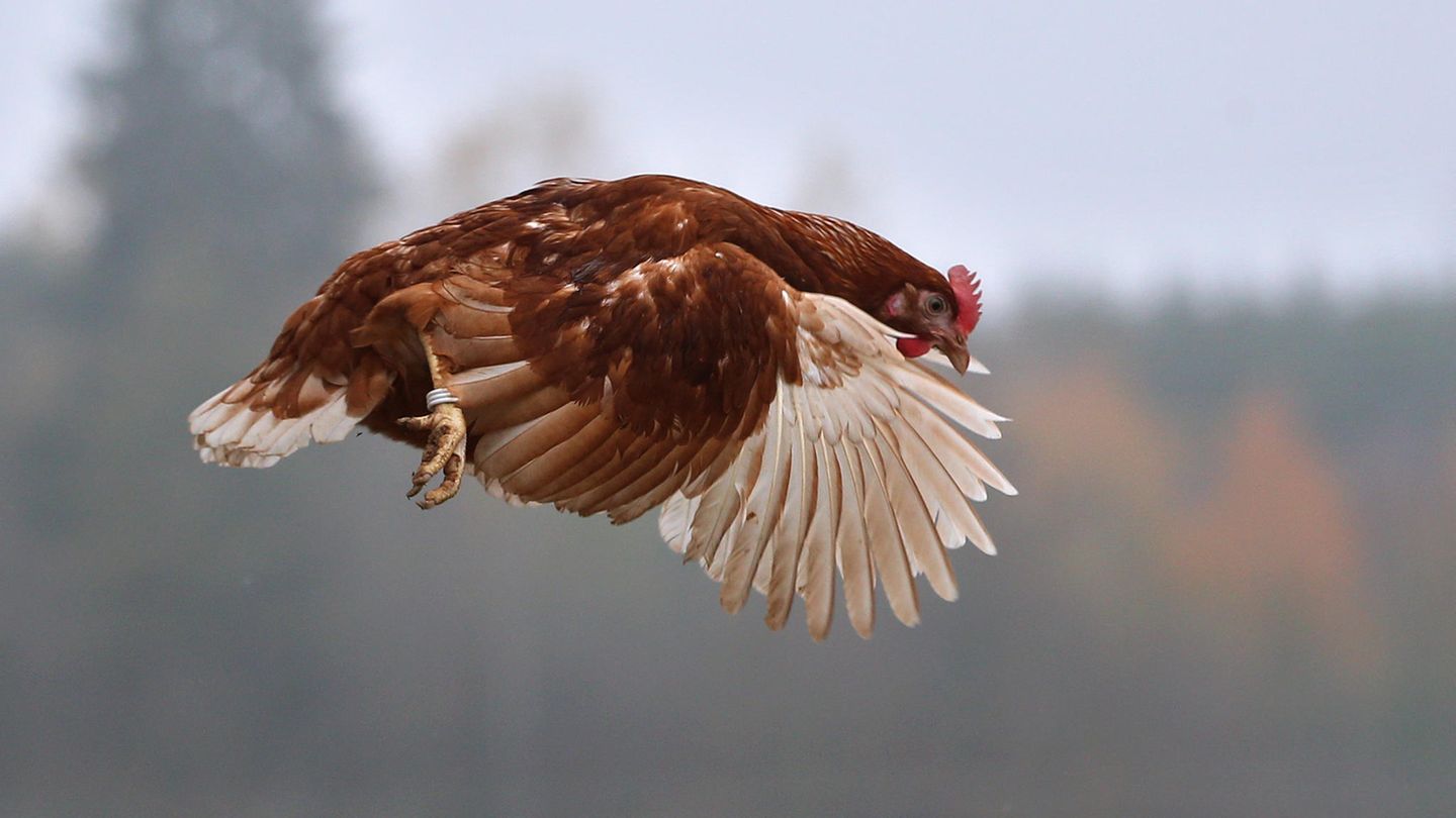 Filmhuhn Sieglinde ist heute Thema im Landgericht Kleve (Symbolfoto des Huhns)