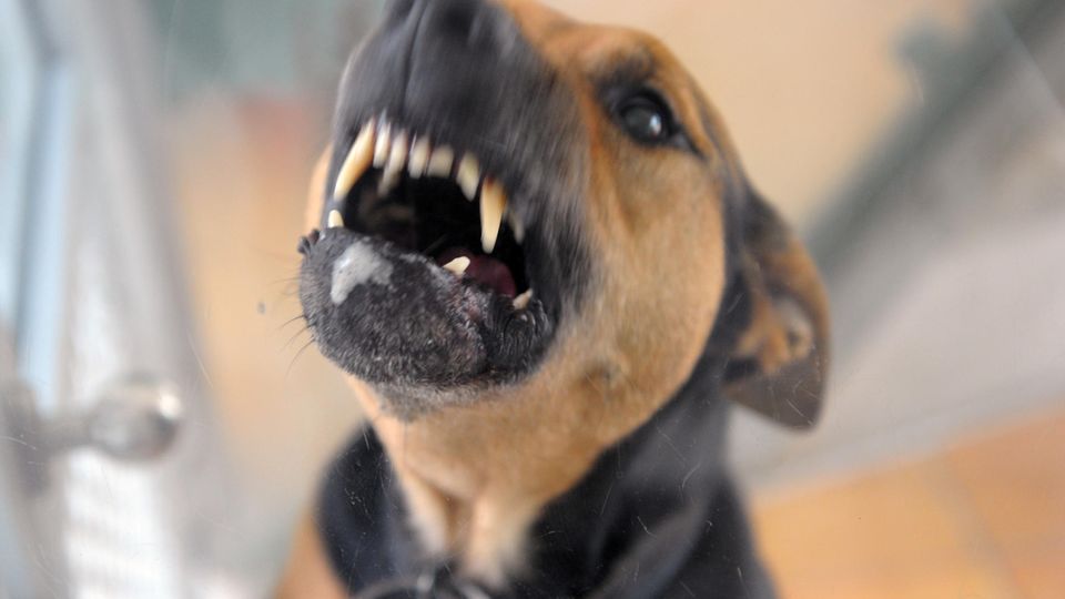 Ein Hund fletscht die Zähne (Symbolbild)