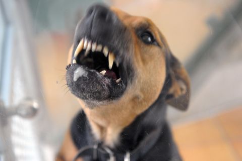 Ein Hund fletscht die Zähne (Symbolbild)