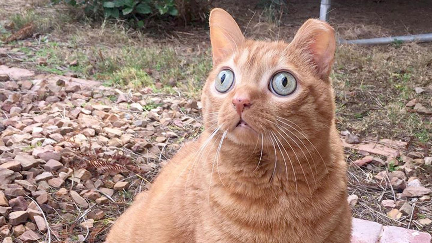 Eine rote Katze mit großen, runden, grünen Augen