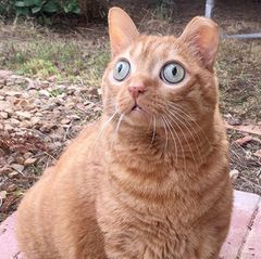 Eine rote Katze mit großen, runden, grünen Augen