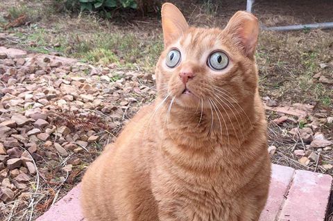 Eine rote Katze mit großen, runden, grünen Augen