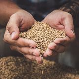 Ein Mann hat Getreide zum Bier brauen in der Hand