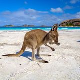 Känguru am Lucky Bay