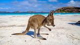 Känguru am Lucky Bay