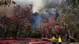 Auch für diese Bäume in der Nähe von Colo Heights südwestlich von Sydney könnten die feuerhemmenden Mittel die Rettung vor den nahenden Flammen sein